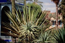 Image du Maroc Professionnelle de  Le Jardin Majorelle une pure merveille crée par le peintre français Jacques Majorelle, qui a eu le coup de foudre pour Marrakech. Yves Saint Laurent et Pierre Bergé font l’acquisition de ce havre de paix durant les années quatre-vingt où Yves Saint Laurent dessina plusieurs pièces. son voeux était de faire de ce parc une œuvre d’art vivante. On y découvre des plantes provenant des cinq continents, yuccas d’Océanie, lotus d’Asie, cactus d’Amérique, palmiers d’Afrique et cyprès d’Europe …, à Marrakech le Lundi 18 Août 1997. ((Photo / Abdeljalil Bounhar) 